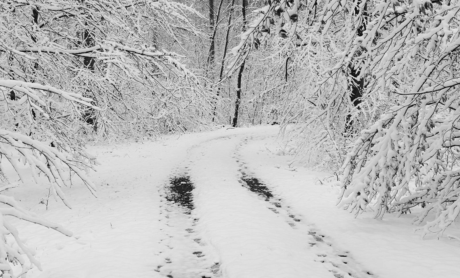 Waldweg im Winter
